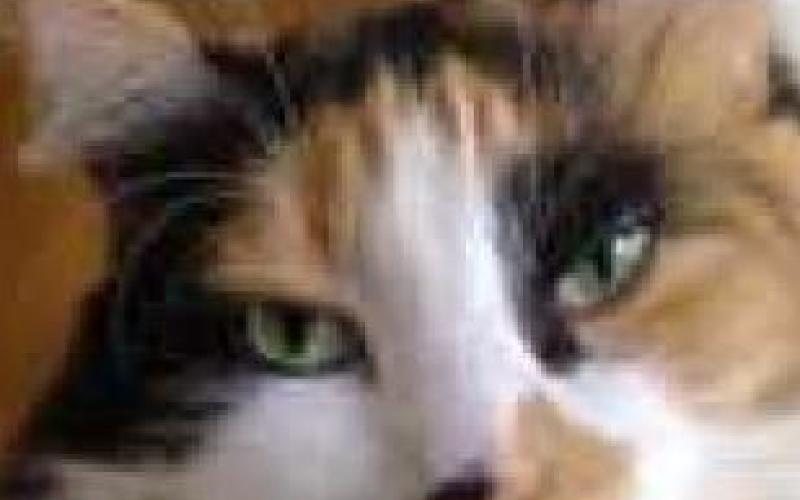 Planned Pethood hosts Kitty-Palooza