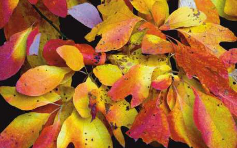 How autumn illuminates the forests