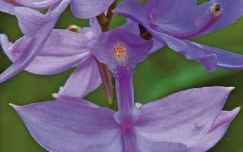 Native plant returns for summer