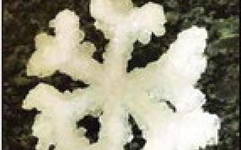 Two ingredient snowflake ornaments
