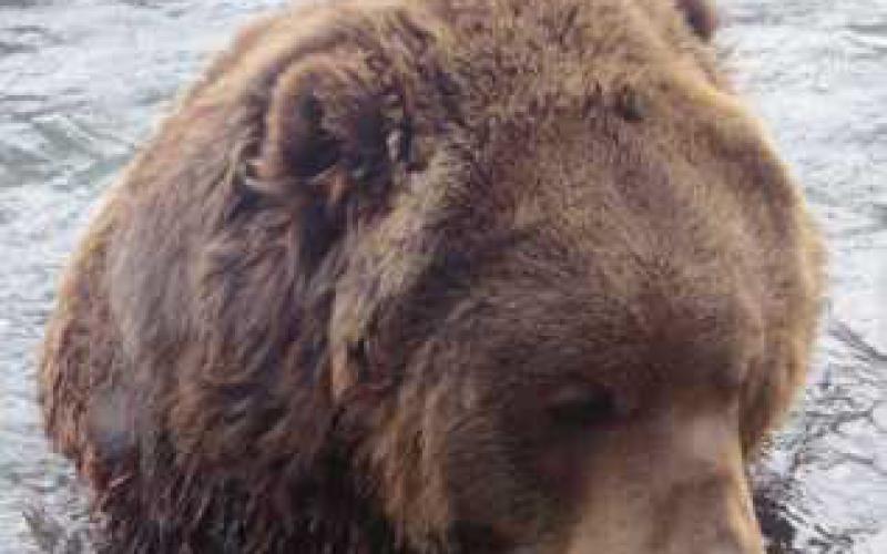 Kodiak Ridge exhibit opens at Toledo Zoo