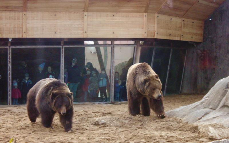 Kodiak Ridge exhibit opens at Toledo Zoo
