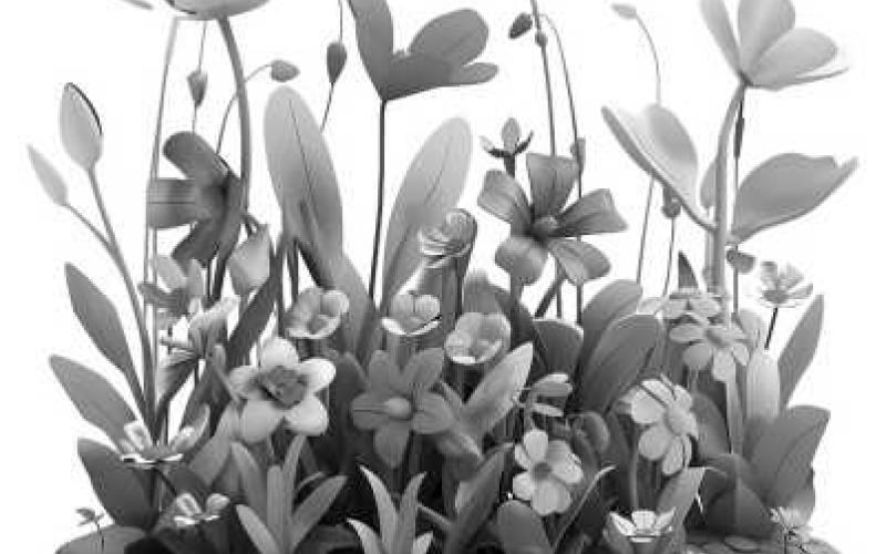 Alt Text for Image