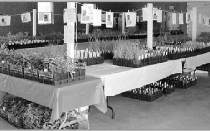 Friends of Wood County Parks host annual Native Plant sale at fairgrounds