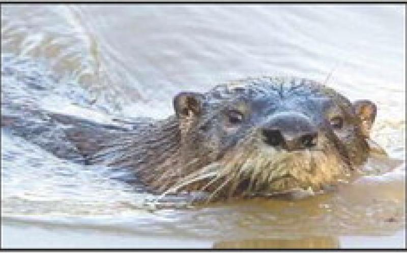 River otters find home at Ottawa National Wildlife Refuge