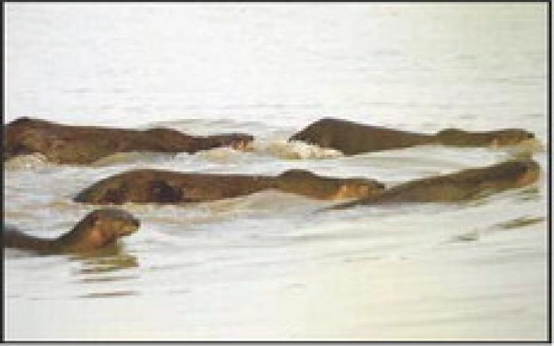 River otters find home at Ottawa National Wildlife Refuge