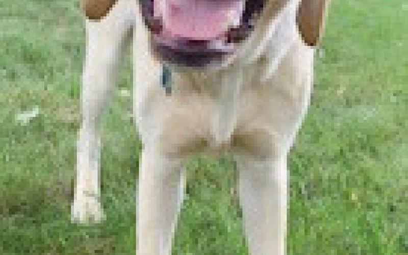 Four-legged friend is added to the classroom at Woodland Elementary