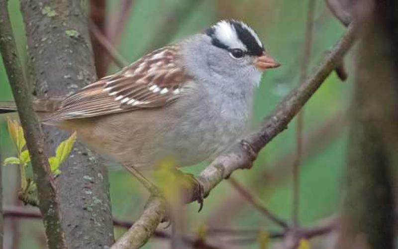 White‐crowned sparrow among fall migrating birds