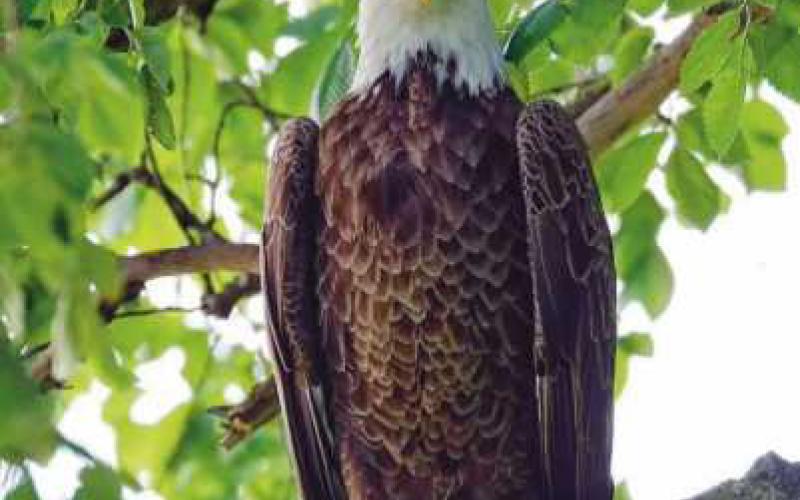 Majestic raptors making strong comeback
