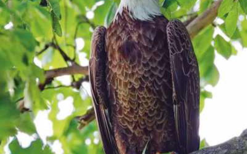Majestic raptors making strong comeback