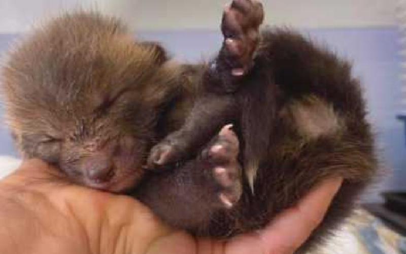 It’s raining babies at Nature’s Nursery