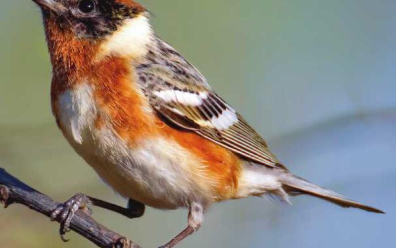 Biggest Week in American Birding continues