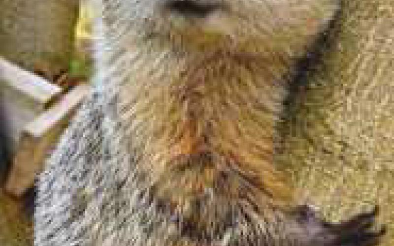 Nature’s Nursery seeks public input on name for groundhog