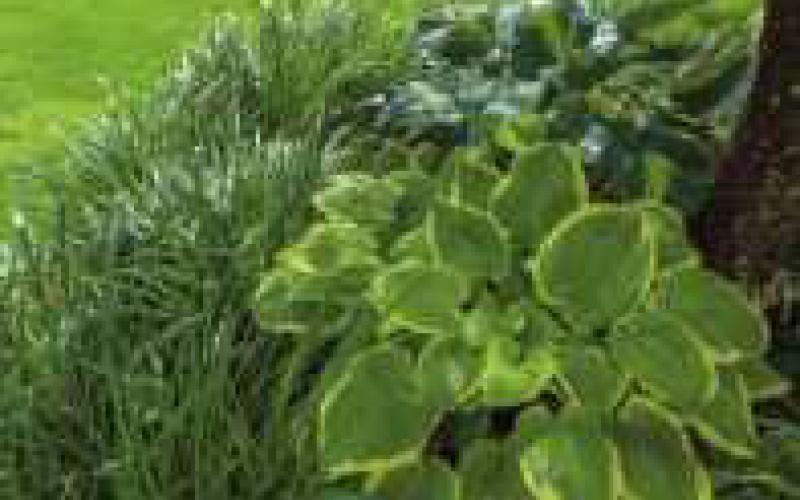 Plant exchanges to be held at fairgrounds