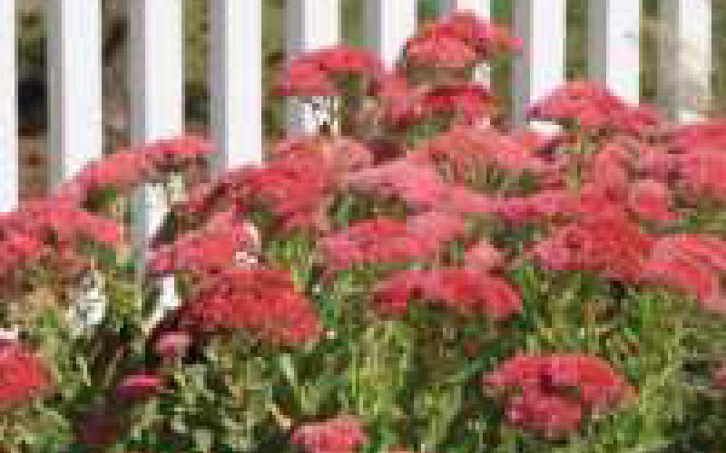 Plant exchanges to be held at fairgrounds