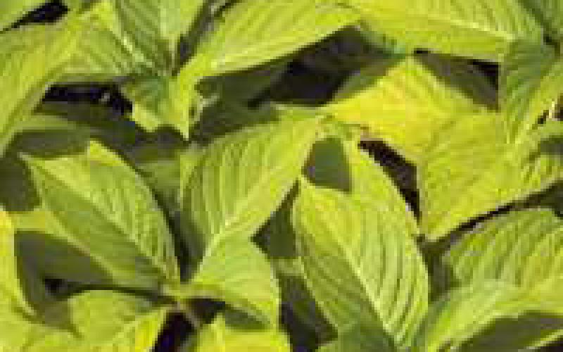 Plant exchanges to be held at fairgrounds