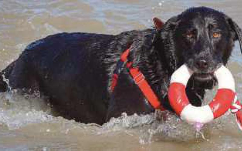 Dogs can enjoy swimming off leash and participating in games at the event.