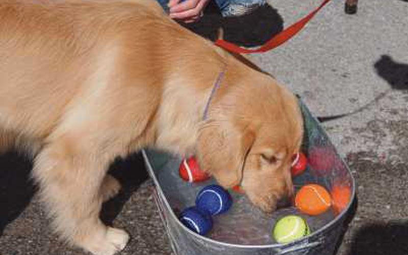 Vermilion to host annual ‘Hot Diggity Dog Day’