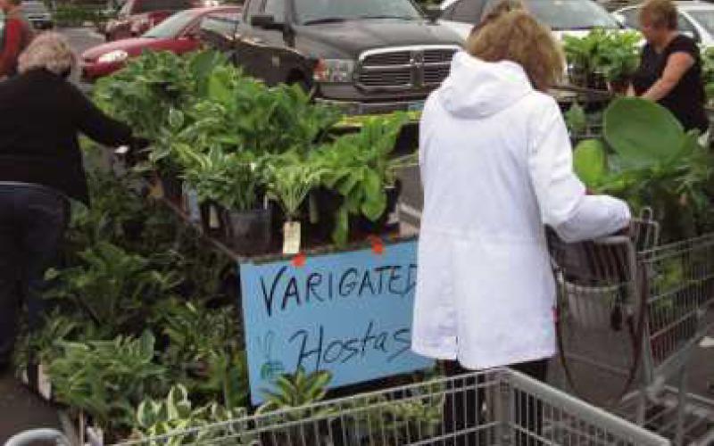 Black Swamp Society to hold annual perennial sale