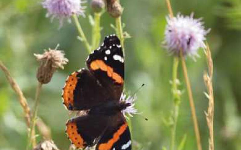 Nature’s beauty explored on Levis Commons Blvd.