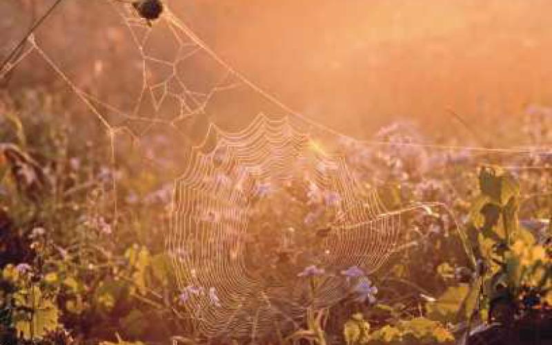 Autumn weaves its webs