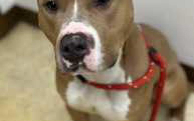 George is a 2 to 3-year-old pittie who loves to cuddle. He will do best if he is the only dog in the home. He is neutered, heartworm negative and up to date on his vaccines.