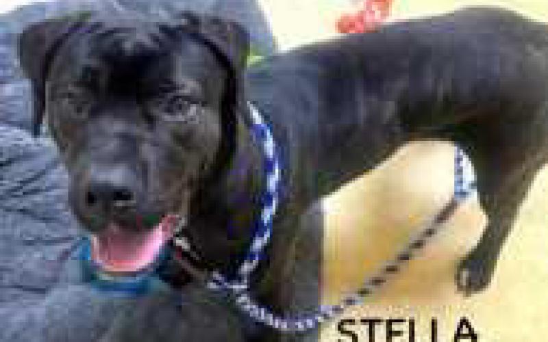 Be a DOG gone HERO