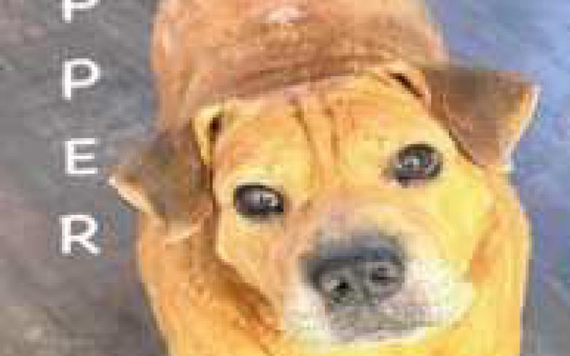Copper is a short hound mix who will “talk” to get what he wants. Estimated to be around 8 to 10 years old, he would love to find his forever home for his golden years!