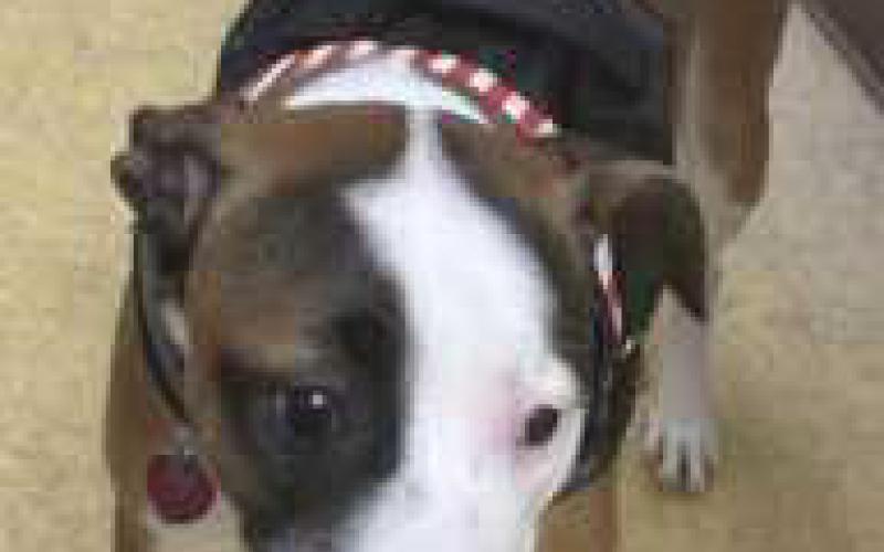 Hank is a shy 7-monthold pittie mix. He lived with young children in his previous home and did great with them. He has not been around cats, but has done well with other dogs.