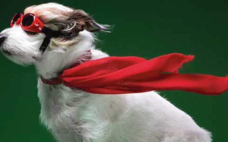 Be a DOG gone HERO
