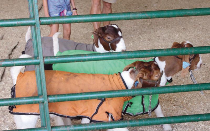 Heat, humidity and the Wood County Fair