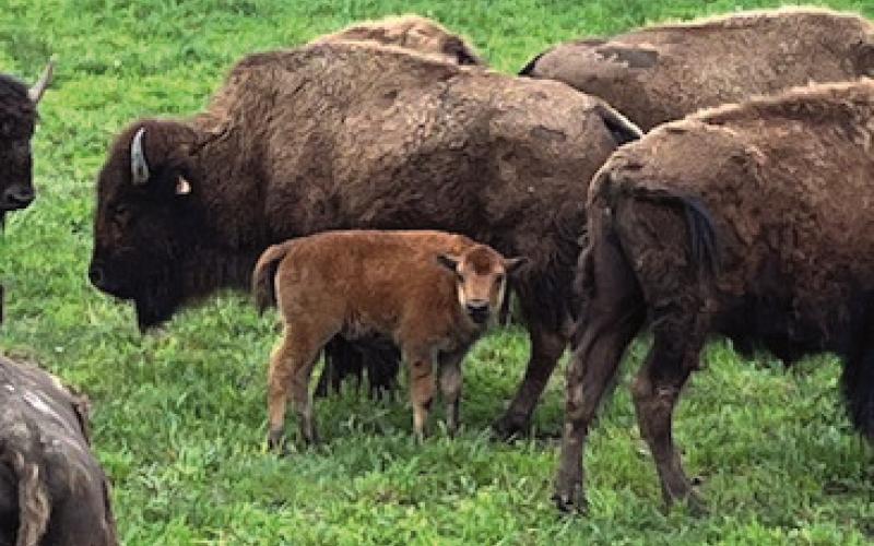 A young bison with its herd.