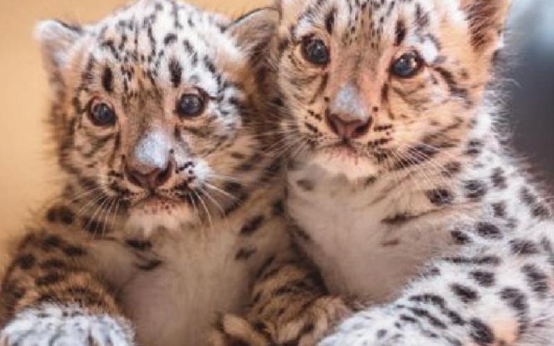 Zoo welcomes snow leopard cubs