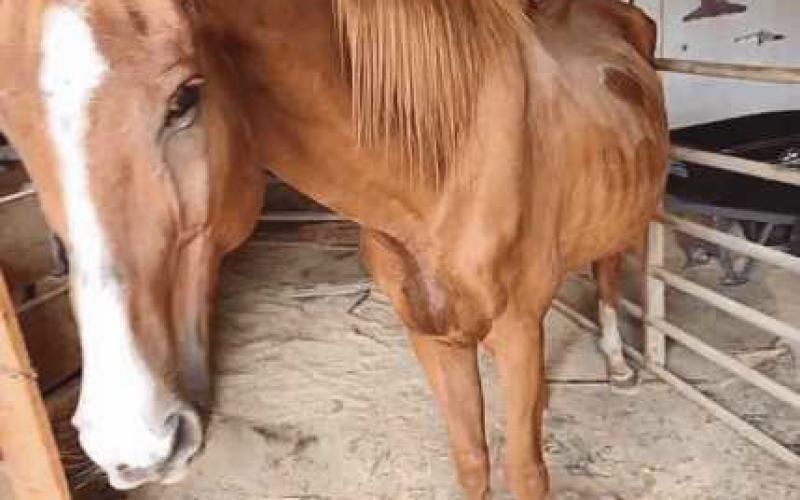 Dusty came to the Healing Barn for care and rehab from Florida.