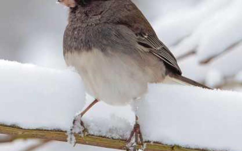 Snowbirds return as seasons change