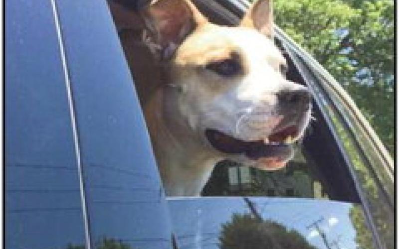 Tips to keep pets safe during storm season