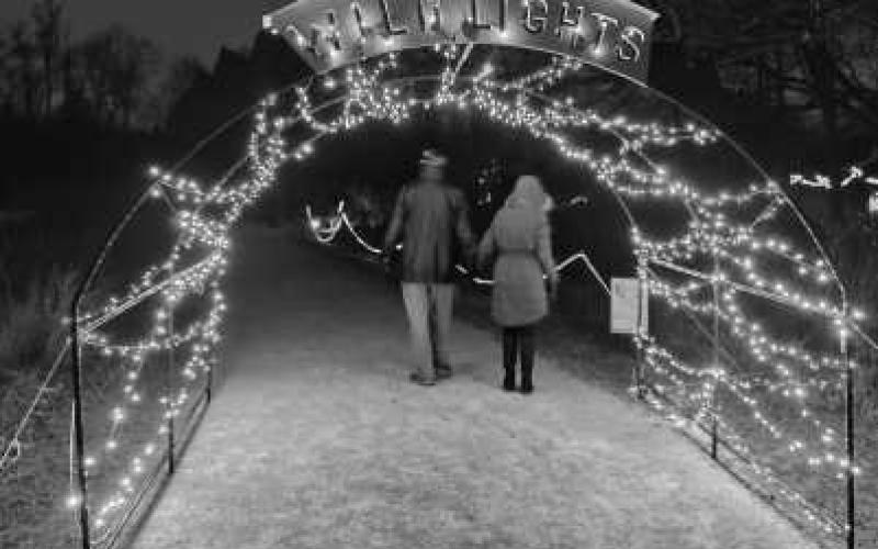 Visit Wild Lights January 19-21 at W.W. Knight Preserve.