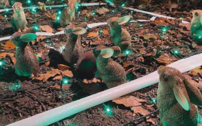 Wild Lights attracts area residents to W.W. Knight preserve