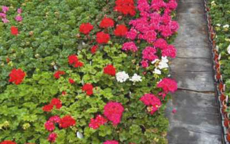 Local gardeners encouraged to purchase from Maumee Valley Growers