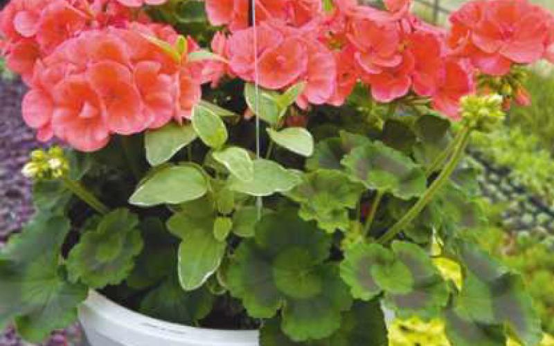 Local gardeners encouraged to purchase from Maumee Valley Growers
