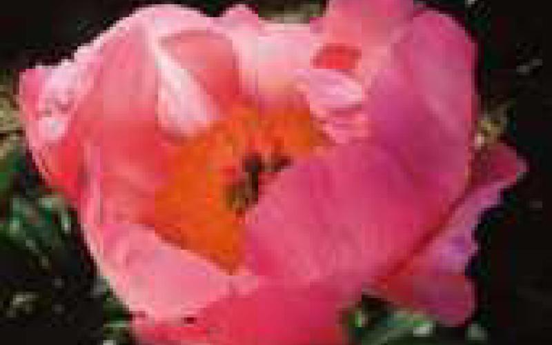 Local gardeners encouraged to purchase from Maumee Valley Growers