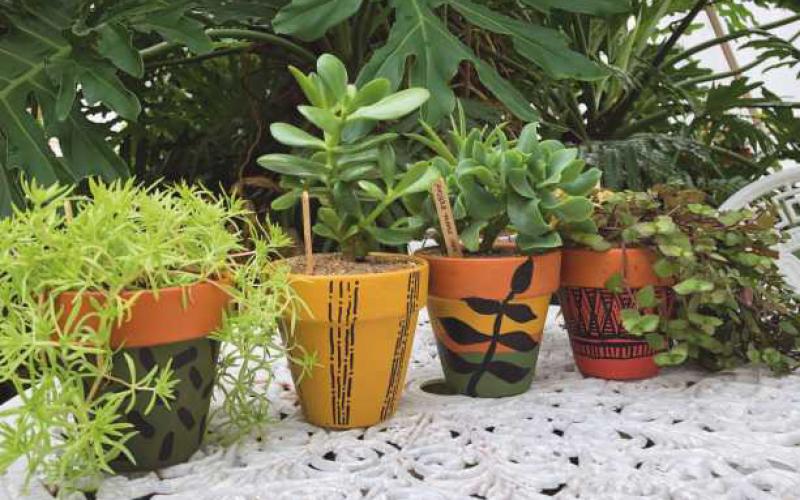 577 Foundation is offering holiday houseplants for sale while supplies last.
