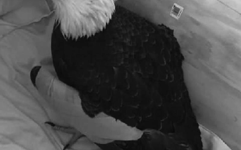 A 27-year-old injured eagle was found in Point Place and, for the time being, resides with Natureʼs Nursery.