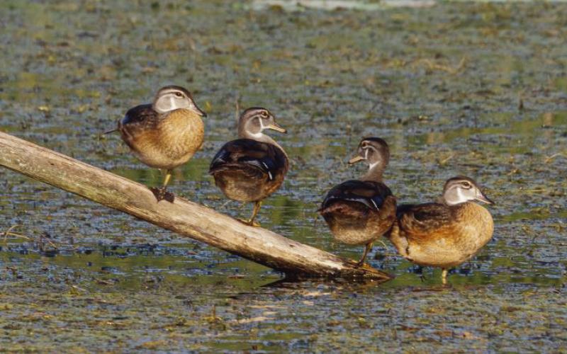 The wood duck family of W.W. Knight preserve