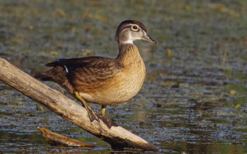 The wood duck family of W.W. Knight preserve