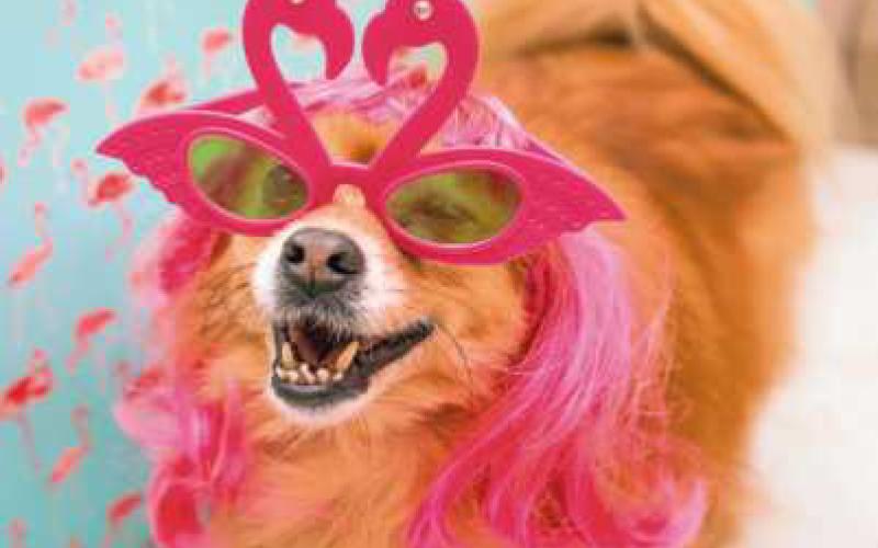 Park district to host Dogs Days of Summer costume parade
