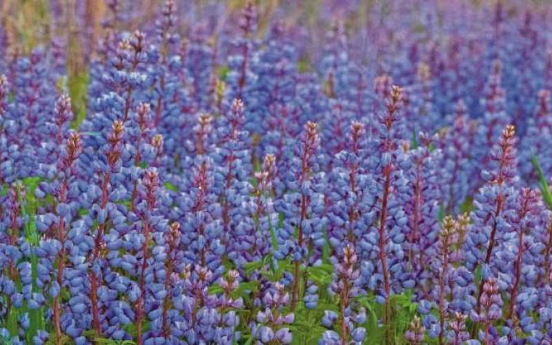 Wild blue lupine a sign of Blue Week