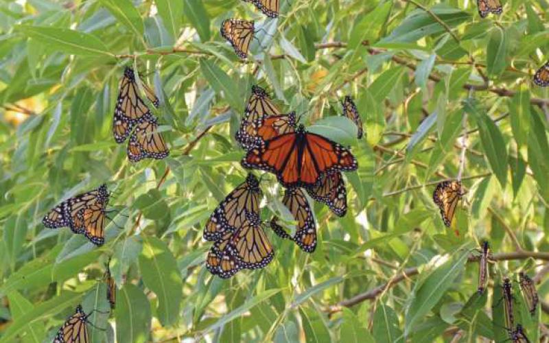 Monarch butterflies prepare to migrate to Mexico for the winter