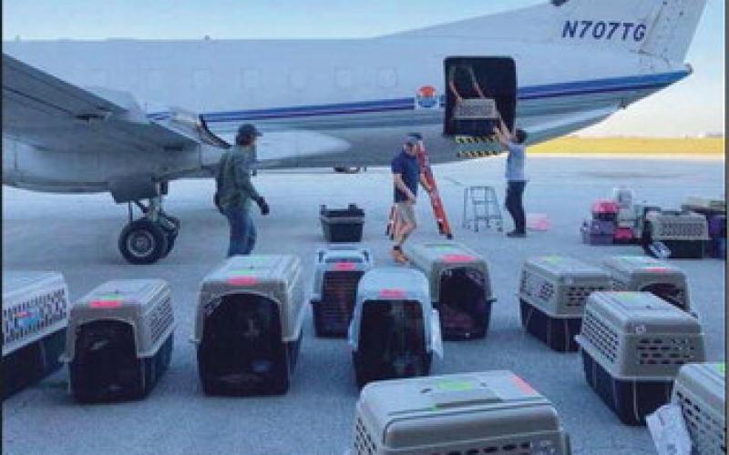 A transport unloads carriers of animals rescued from shelters in the path of Hurricane Ian.
