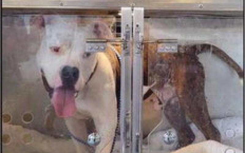 Animals from Florida shelters were transported to other shelters throughout the United States and Canada.